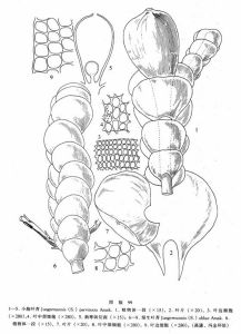 小胞葉苔 小胞葉苔