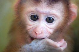 日本石猴 日本石猴