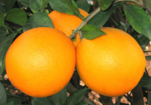 臍橙4號 臍橙4號