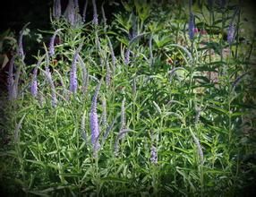 膜葉婆婆納 膜葉婆婆納