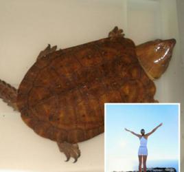 龜息大法 龜息大法