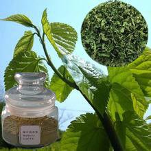 桑葉提取物 桑葉提取物