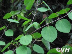 連香樹科 連香樹科