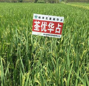 荃優華占 荃優華占