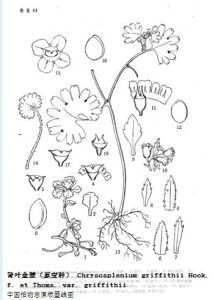 腎葉金腰(原變種) 腎葉金腰(原變種)