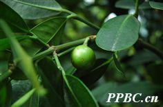 菲島福木 菲島福木