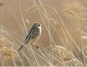 蘆鵐裏海亞種 蘆鵐裏海亞種
