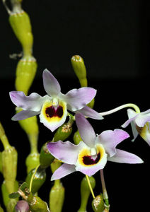 棒節石斛 棒節石斛