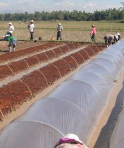 曼央龍村 曼央龍村