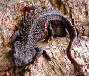 琉球棘螈