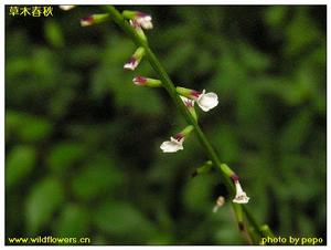 透骨草科 透骨草科