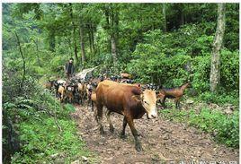 舊屋基彝族鄉 舊屋基彝族鄉