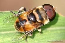 食蚜蠅科 食蚜蠅科