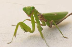 螳螂[螳螂目昆蟲]