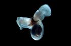 蟠虎螺(Limacina helicinia)