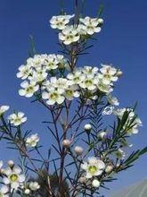 臘梅花[臘梅的別稱]