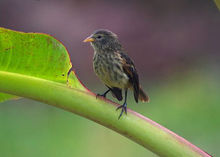 科科斯群島雀 科科斯群島雀