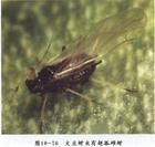 大豆蚜蟲