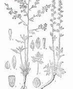 聚頭絹蒿系 聚頭絹蒿系