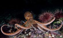北太平洋巨型章魚圖冊