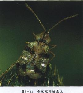 香蕉冠網蝽 香蕉冠網蝽