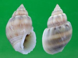 扁蜷螺科 扁蜷螺科