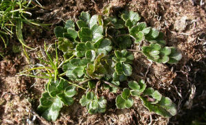密葉唐松草 密葉唐松草