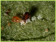 土耳其斯坦葉蟎 土耳其斯坦葉蟎