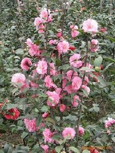 春節[山茶屬山茶栽培品種]