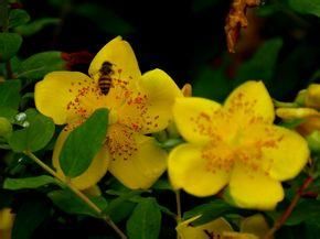 近無柄金絲桃 近無柄金絲桃