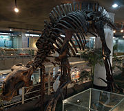 （圖）巴克龍骨骼