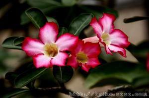 沙漠玫瑰花 沙漠玫瑰花