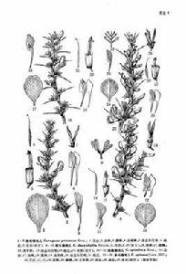 多刺錦雞兒 多刺錦雞兒