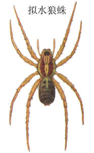 擬水狼蛛