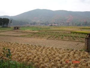 崔家營村 崔家營村