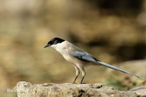 灰喜鵲長江亞種 灰喜鵲長江亞種