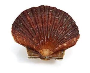 皺襞扇貝 皺襞扇貝