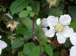 綿果懸鉤子(原變種) 綿果懸鉤子(原變種)