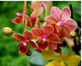 長瓣舌唇蘭 長瓣舌唇蘭