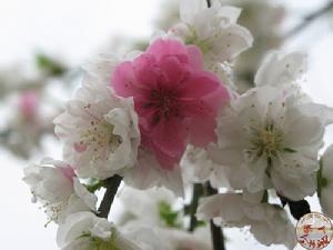 煙臺萊州月季花節