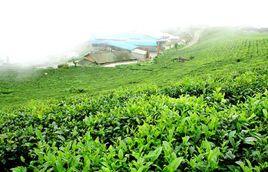 湖州名茶 湖州名茶