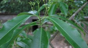 肉花衛矛 肉花衛矛