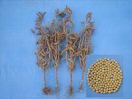 徐豆11號 徐豆11號