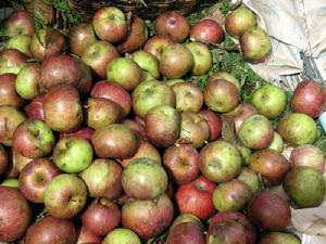 蘆屯村農村經濟-蘋果