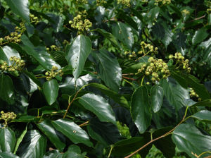 毛果枳椇 毛果枳椇