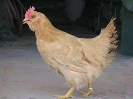 嶺南黃雞 嶺南黃雞