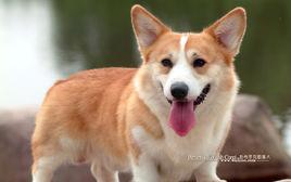 彭布羅克威爾斯柯基 彭布羅克威爾斯柯基