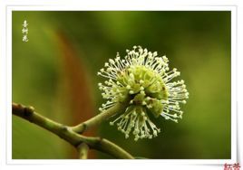 雜性同株 雜性同株