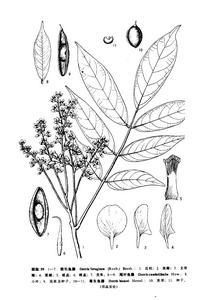 銹毛魚藤 銹毛魚藤