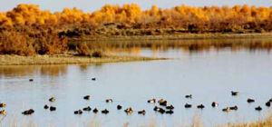 塔里木湖下游尉犁濕地